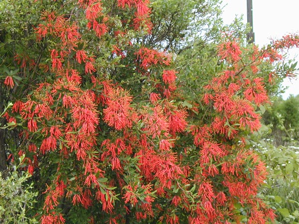 embothrium%20coccineum%20-%20chilean%20fire%20bush.jpg