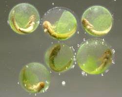 embrionesfotosinteticos.jpg