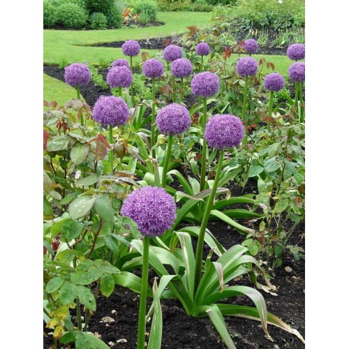 emillas-de-hermosa-flor-allium-morado-gigante-envio-gratis-15385-MLC20100594137_052014-F-500x500.jpg