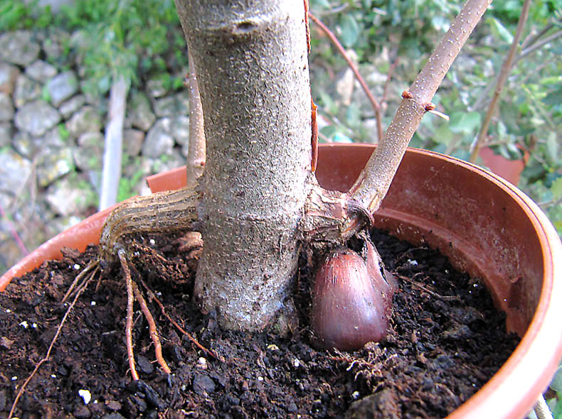 empelt-castanea-quercus.jpg