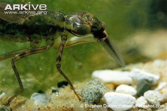 Emperor_dragonfly_larva_feeding_on_tadpole.jpg