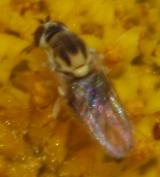 Empidideicus%20sp_6081.jpg