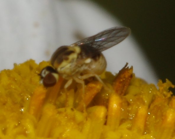 Empidideicus%20sp_6082.jpg