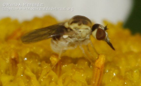 Empidideicus-hispanus-Francois-1969-272919.jpg