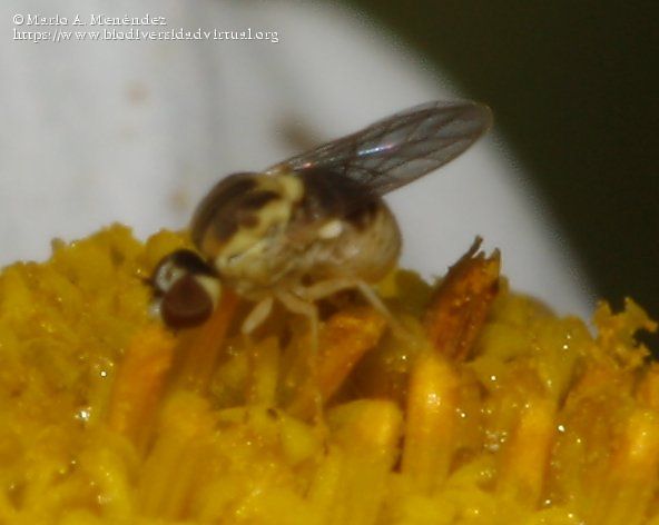 Empidideicus-hispanus-Francois-1969-272921.2.jpg