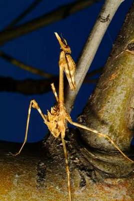 Empussa-penatta--Mantis-hoj.jpg