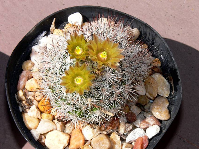 emskoetteriana.jpg