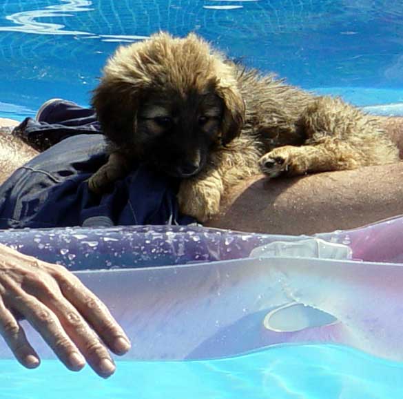 en-la-pisci.jpg