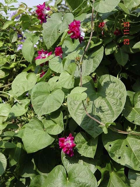 enc_8435.jpg