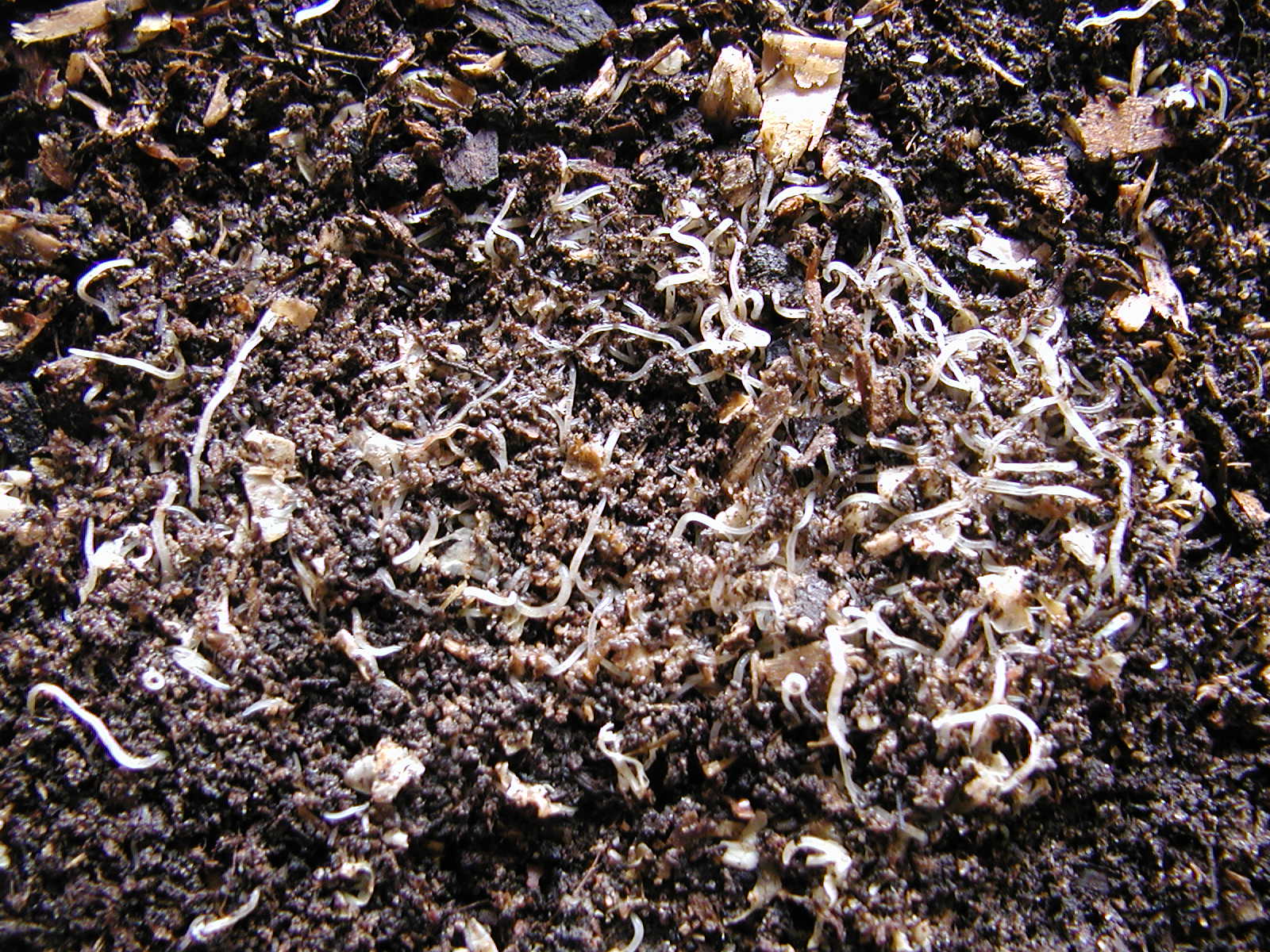 enchytraedusalbidus2.jpg