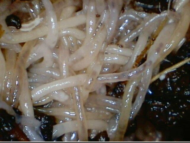 enchytraeusalbidus.jpg