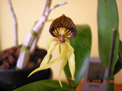 enciclya%20ok.JPG