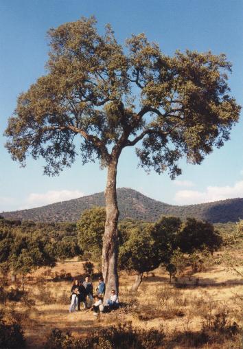 encina%20buitrera.JPG
