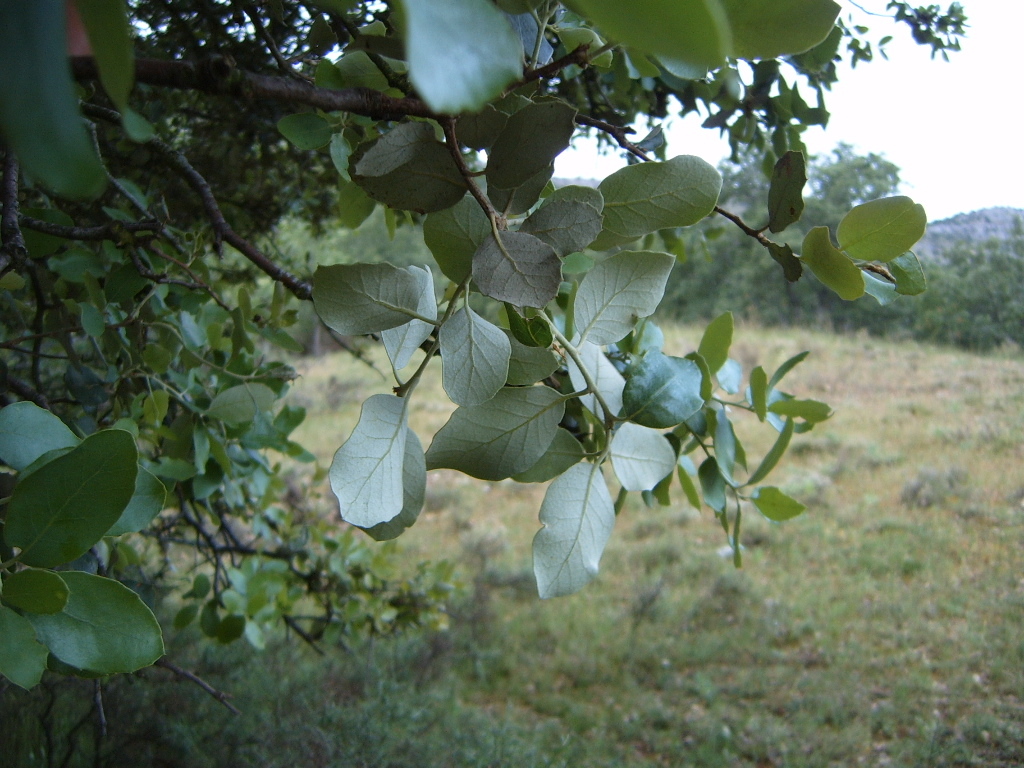 encina4.jpg