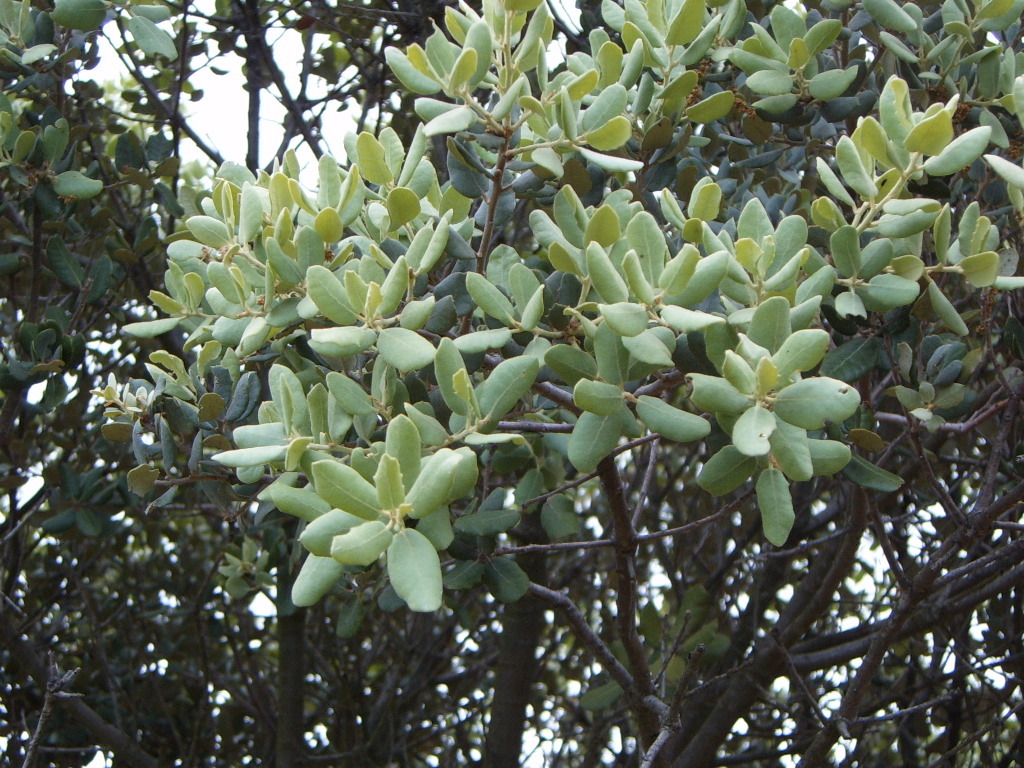 encina7.jpg