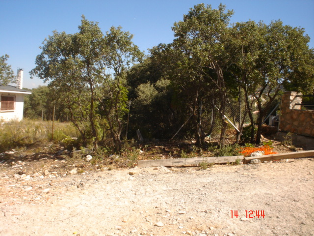 encinas1.jpg