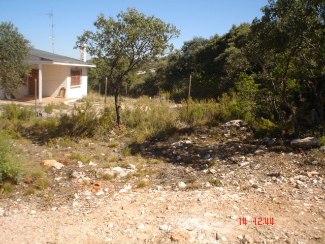 encinas2.jpg