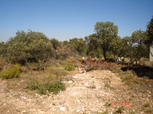 encinas4.jpg