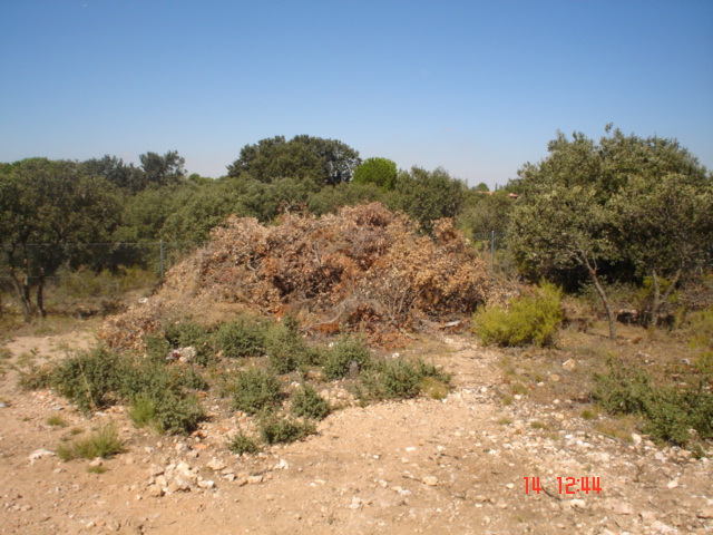 encinas5.jpg