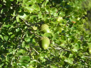 ENCINITA10551.jpg