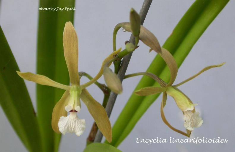 enclinearifolioides.jpg