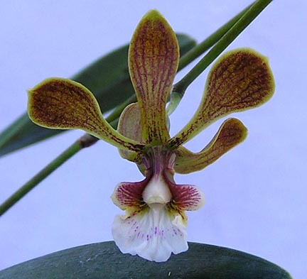 Encyclia%20hanburii.jpg