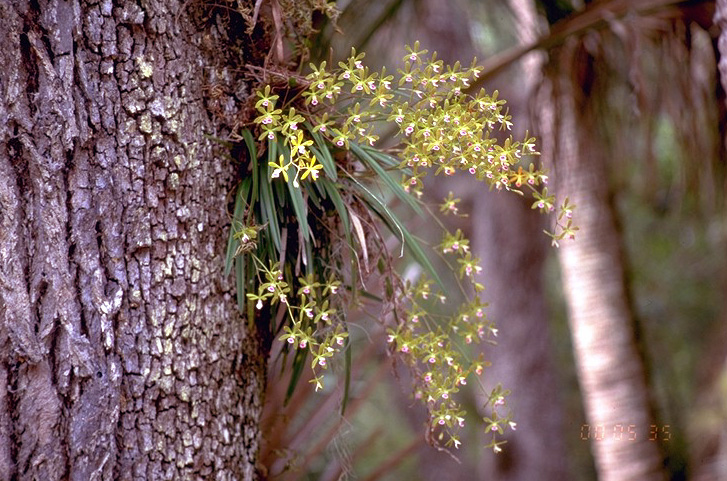 encyclia%20tampensis_1.jpg