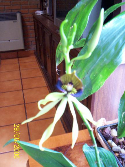 Encyclia cochleata.JPG