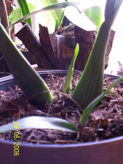 Encyclia Cochleata, nuevos brotes.JPG