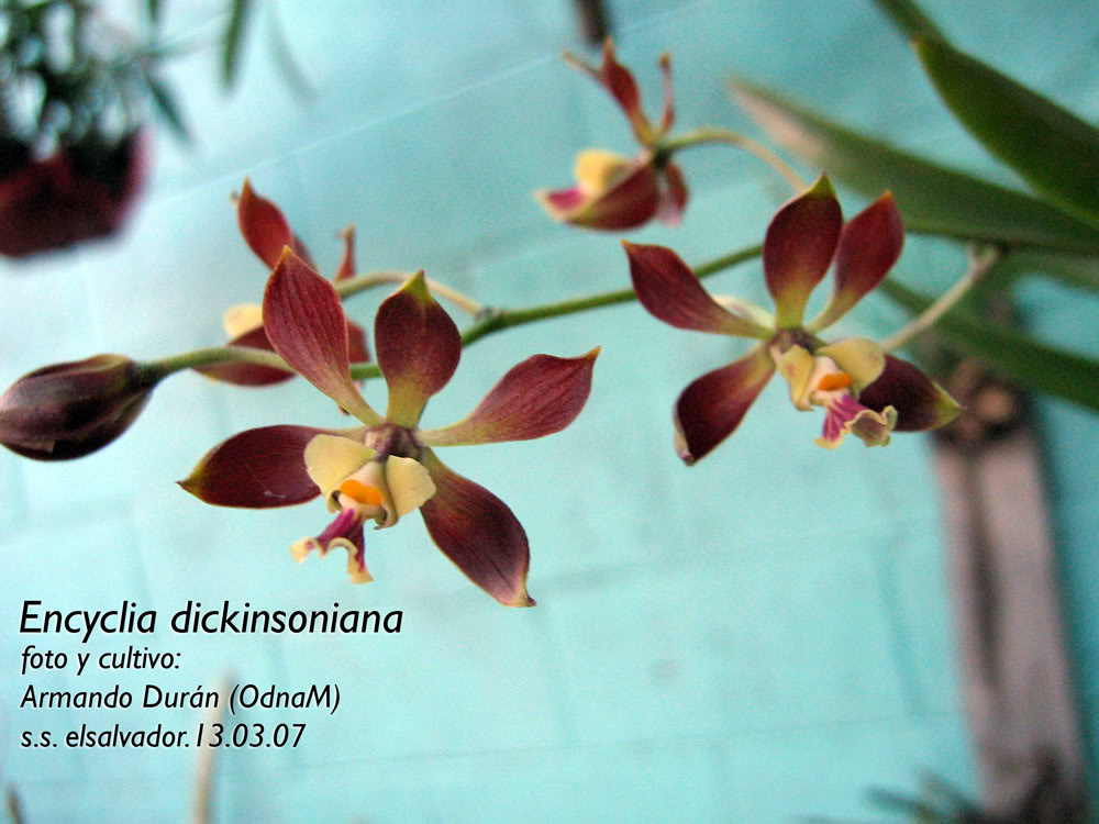 Encyclia-dickinsoniana1.jpg
