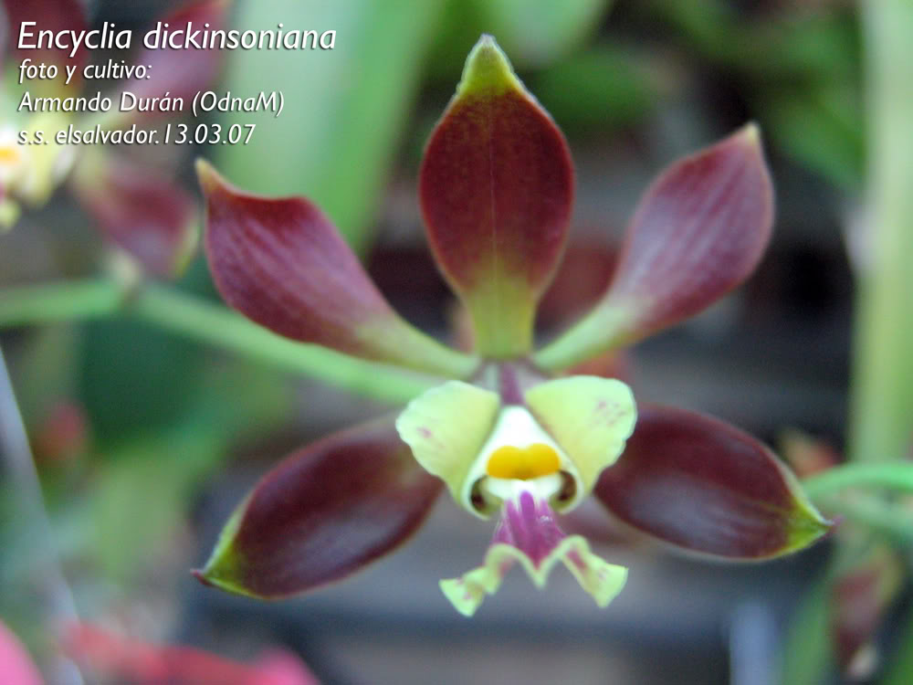 Encyclia-dickinsoniana2.jpg