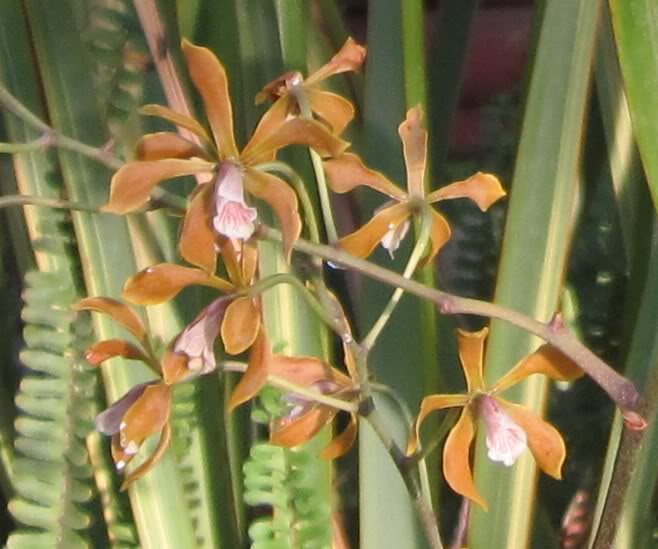 Encyclia3.jpg