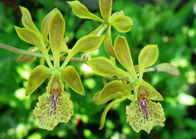 Encyclia_ambigua.jpg