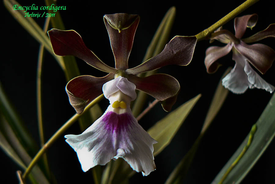Encyclia_cordigera_laguaira_01.jpg