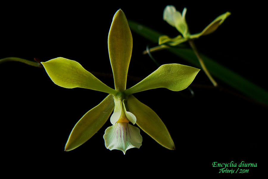 encyclia_diurna_01.jpg