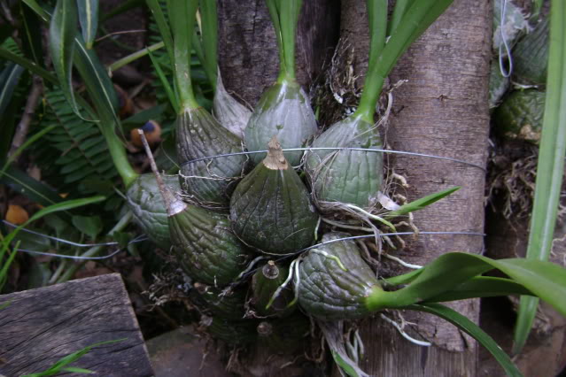 Encycliaadenocarpa11.jpg