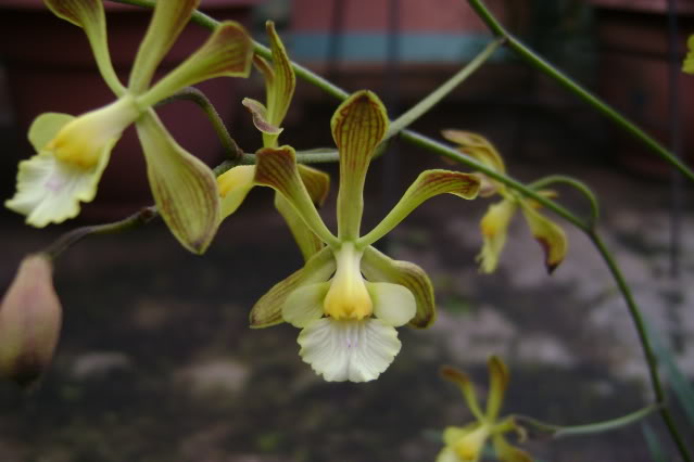 Encycliaadenocarpa15.jpg