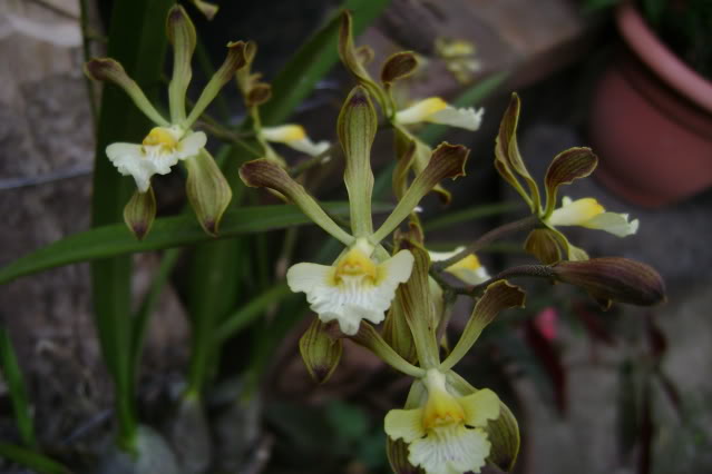 Encycliaadenocarpa5.jpg