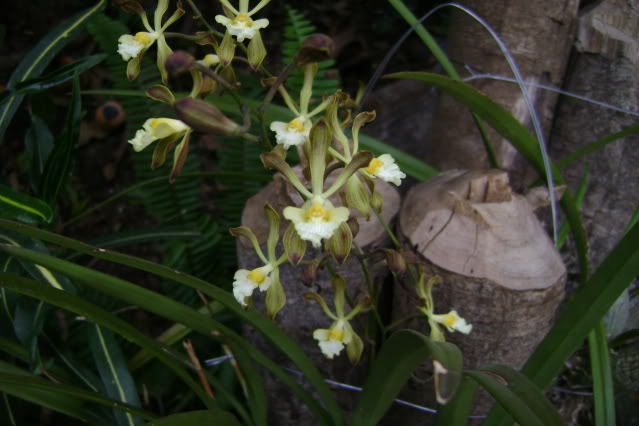 Encycliaadenocarpa6.jpg