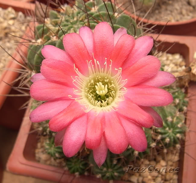 Enero2009_echinopsis_fucsia2.jpg