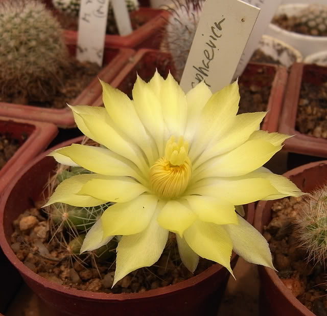 enero2009_Msphaerica3.jpg