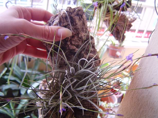 enero2012006.jpg