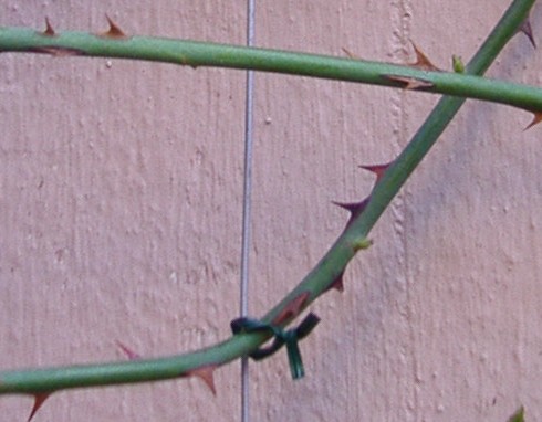 enfiladis26_01_2.JPG