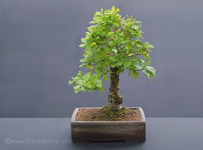 English%20Oak%20Bonsai%200508.jpg