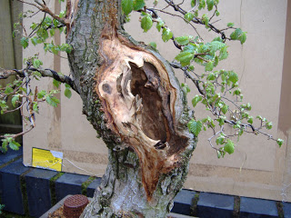english+elm+post+KW2.jpg