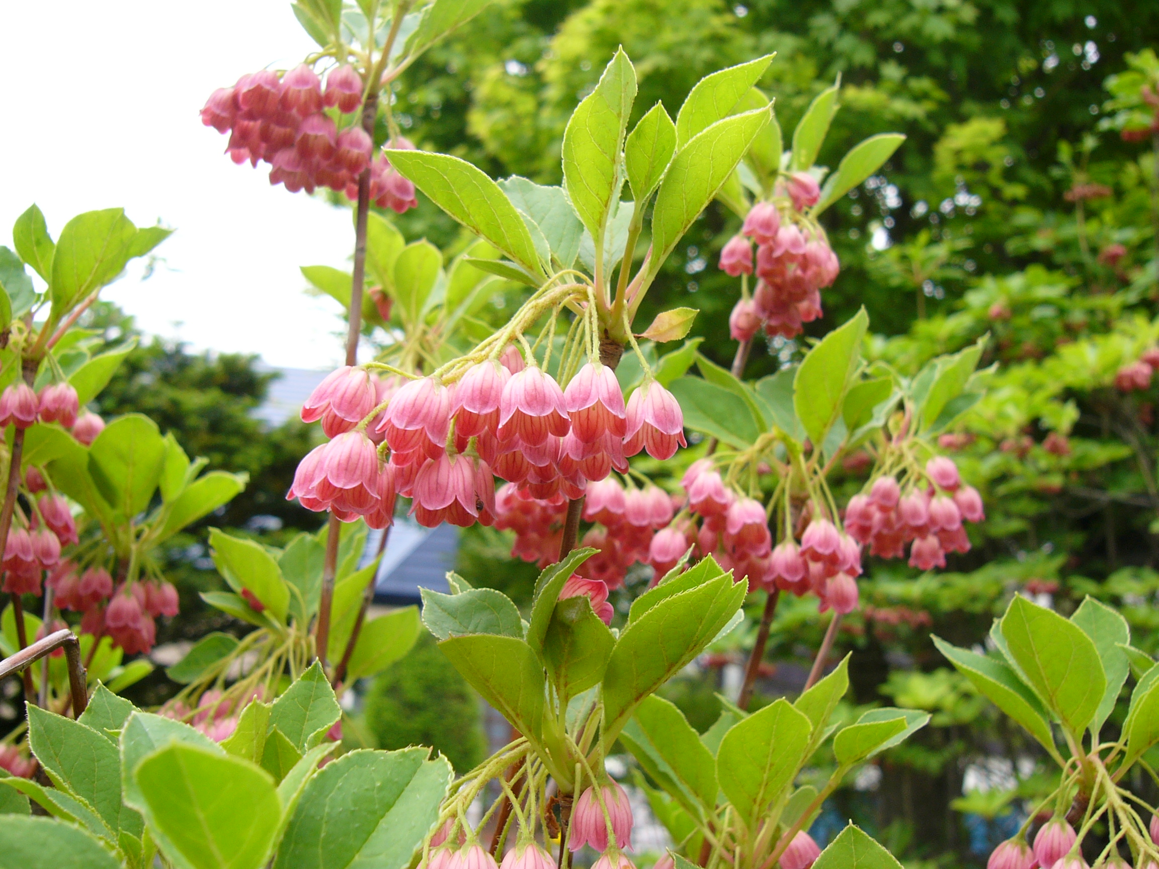 Enkianthus_campanulatus.jpg