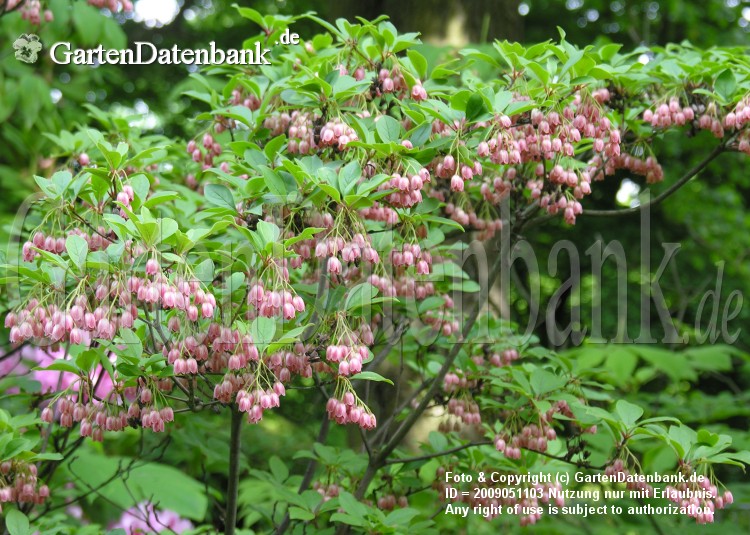 enkianthus_campanulatus_2009051103.jpg