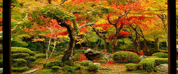enko-ji-koyo.jpg
