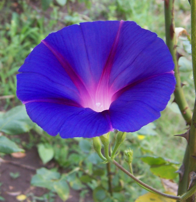 enredadera_azul_flor_12.jpg