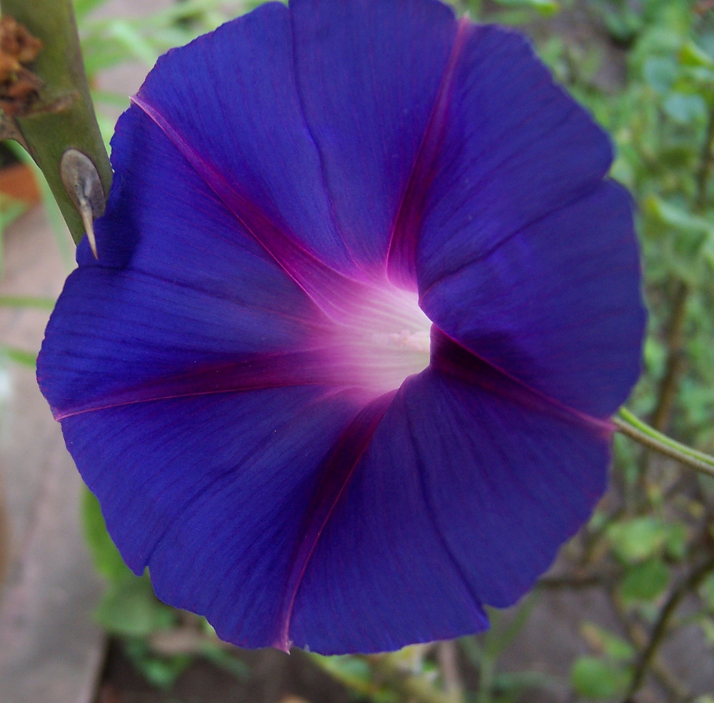enredadera_azul_flor_8.jpg